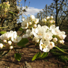 Floración en perales de las variedades Ercolini y Blanquilla