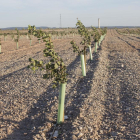 Imagen de pistacheros en la finca Mas de Colom de Tàrrega.