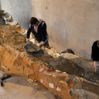 El fòssil de cinc metres del coll d’un dinosaure, ‘embalat’ al museu d’Isona el novembre del 2014.