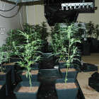 Els agents van trobar una plantació ‘indoor’ de marihuana.