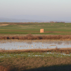 Imatge d’aus a la llacuna del Clot de la Unilla, que es troba entre els termes d’Almenar i Alguaire.