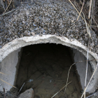 Los mejillones cebra obturan tuberías de riego y deben ser retirados para evitar más afectación. 