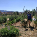 Una voluntaria, cultivando el huerto que la asociación Alba Jussà tiene en Tremp. 
