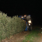 Imatge d’arxiu de recol·lecció nocturna d’olives a Maials.