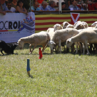 Uno de los perros que compitió ayer en el XXXIII concurso de ‘Gossos d’atura’ de Llavorsí encarándose con una oveja del rebaño.