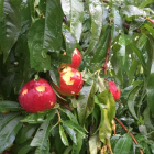 La fruta en estos árboles de Soses quedó destrozada. Un productor de Torres de Segre fotografía producción arruinada en su finca.