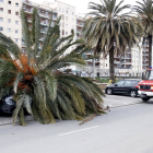 A Mataró, una palmera va caure pel fort vent sobre un cotxe i va ferir el conductor.