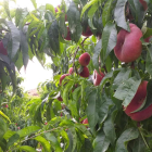 Imagen de paraguayos tomada la semana pasada en una finca de l’Horta de Lleida.