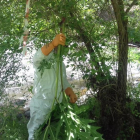 Un dels operaris que retiraven ahir les plantes foranes.