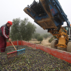 Imatge d’arxiu de recollida d’olives en una finca de la província.