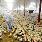 Les granges avícoles lleidatanes tenen més de 13,5 milions de places de pollastres i gallines.