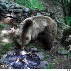 Foc alterat per una óssa al Parc Natural de l’Alt Pirineu.