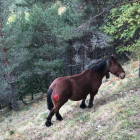 Imatge de l’euga després de l’atac de l’ós a Mont i, a la dreta, la cria que va morir per les ferides.