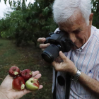 La fruta en estos árboles de Soses quedó destrozada. Un productor de Torres de Segre fotografía producción arruinada en su finca.