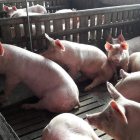 Imagen de archivo de cerdos en una granja del Pla d’Urgell.