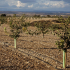 La finca de pistachos plantada en Mas de Colom como uno de los motores del Segarra-Garrigues.