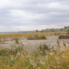 La zona de l’estany pròxima al bosc de ribera, una de les primeres a quedar-se sense aigua.