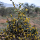 La plaga de langostas del desierto arrasa campos y llega a Sudán del Sur