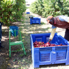 Imatge de temporers treballant en una finca de fruita de pinyol a Alcarràs.