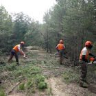 Operarios trabajando en la limpieza de la masa forestal.