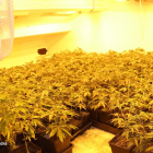 Dos detinguts a Torregrossa per cultivar 2.000 plantes de marihuana