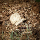 Un cráneo junto a una fosa.