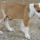 Uno de los animales mutilado y rescatado por Rurales. 