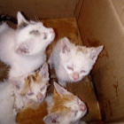 Imagen de los cuatro gatos rescatados. 