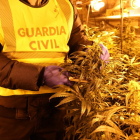 Foto de archivo de un decomiso de marihuana en Lleida.