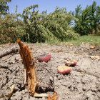 Imagen de archivo de árboles arrancados en una explotación de Menarguens.