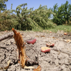 Imatge d’arxiu d’arbres arrancats en una explotació de Menàrguens.