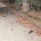 Imagen de una rata en el Parc sobre les Vies, ayer. 