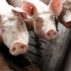 Imagen de animales en una de las granjas de porcino de Alcarràs.