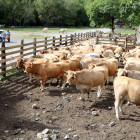 Els ramats que pasturaven a Llessui, esperant ser carregats després d’haver baixat de la muntanya.