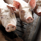 Imatge de porcs en una granja d’Alcarràs.