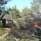 Imatge d’arxiu d’una actuació de neteja forestal a l’Alt Urgell.
