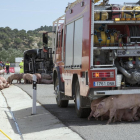 Los bomberos tuvieron que remojar a los animales a causa de las altas temperaturas, que superaron los 35 grados. 
