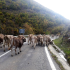 Un rebaño de vacas bajando de la montaña de Lladorre, en el Pallars Sobirà, durante septiembre de 2020.
