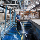 Un ramader escocès desinfectava ahir la sala de munyiment d’una granja.