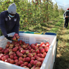 Los productores de Lleida han iniciado esta semana la cosecha de la manzana Pink Lady.