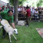 L’exhibició d’esquilat d’ovelles va reunir mig miler de persones al parc del Riuet de Sort.