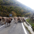 Imagen de vacas bajando de la montaña en Lladorre. 