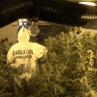 Plantación de marihuana hallada en un domicilio de Almacelles. 