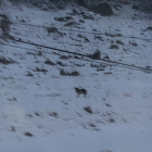 Imatge del passat dia 15 del llop a la boca sud del túnel de Vielha.
