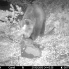Fotografia nocturna de l’ós Cachou, captada per una càmera automàtica el mes d’octubre passat.