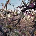 Imatge d’aquesta primavera de fruiters coberts de gel gràcies al reg per aspersió.