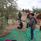 Els visitants van poder participar en la recol·lecció d’olives durant el dia.