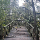Cau un arbre de grans dimensions sobre un pont a la Mitjana