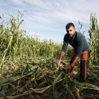 El payés Toni Martínez muestra daños causados por jabalíes en campos de maíz.