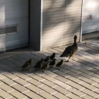 Una pata y sus crías se refugian en un jardín en Cappont